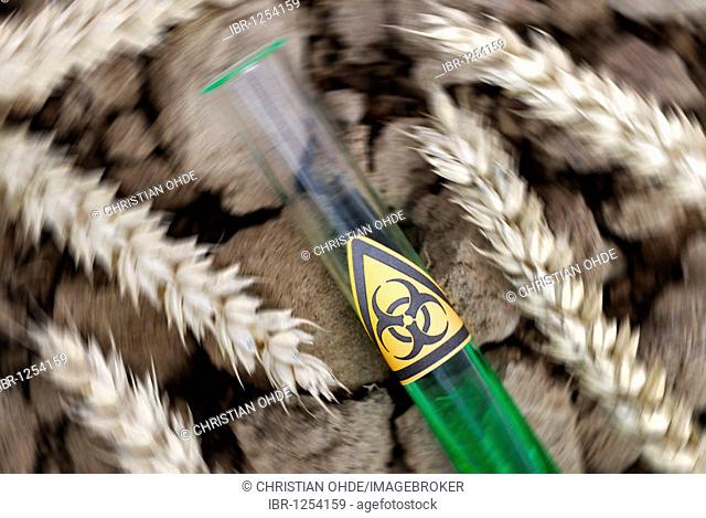 Test tube with biohazard sign and ears of wheat, genetically manipulated wheat