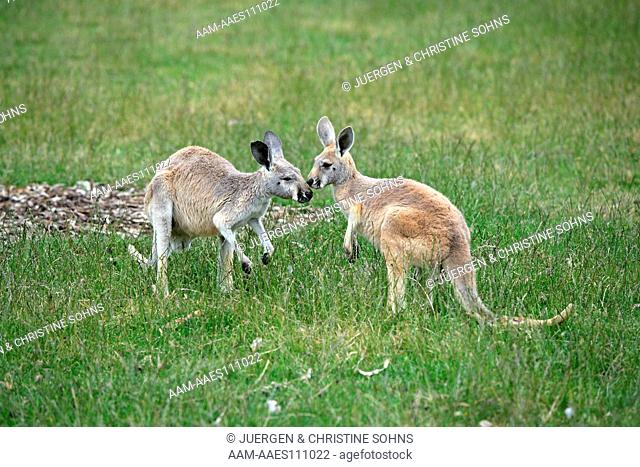 Eastern Grey kangaroo, Macropus giganteus, Australia, two youngs