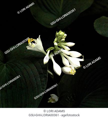 White Hosta Flower and Bee