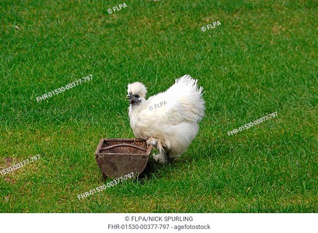 Domestic Chicken, White Silkie, hen, drinking from trough, England