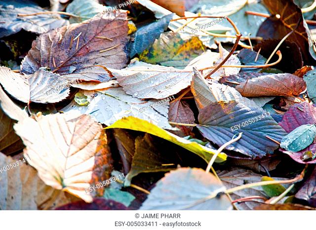Winter leaves