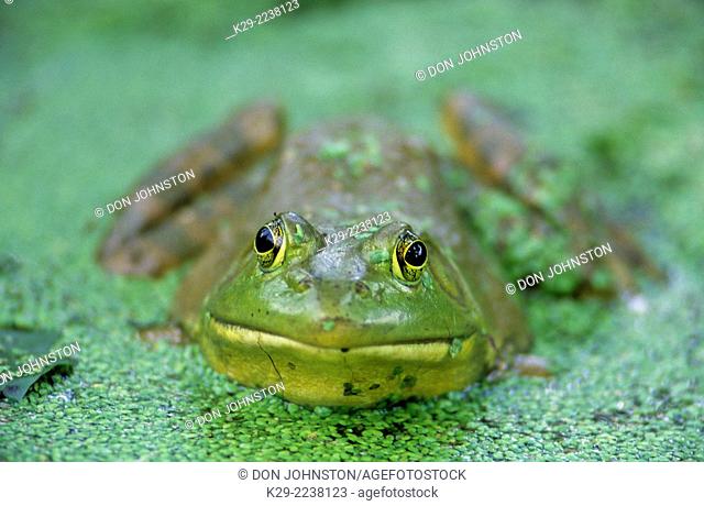 Bullfrog (Rana catesbeiana, Lithobates catesbeianus), McLure, PA, USA