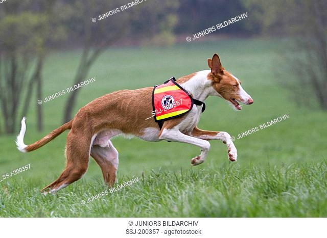 Ibizan Hound. Adult dog working as search and rescue dog running on a meadow. Germany