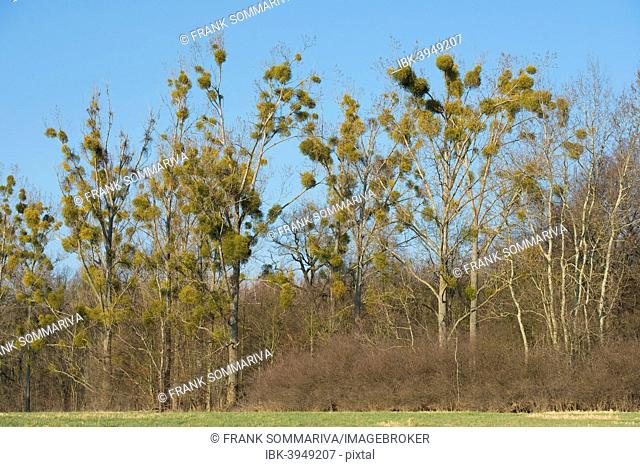 Mistletoe (Viscum album) on Poplar trees (Populus spec.), Saxony-Anhalt, Germany