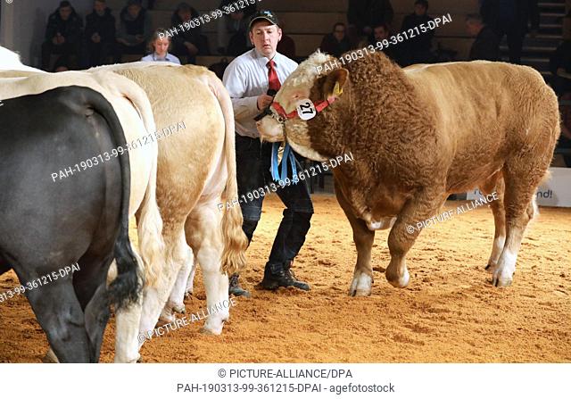 13 March 2019, Mecklenburg-Western Pomerania, Karow: At the breeding bull licensing before the 19th beef bull auction in the Rinder-Vermarktungszentrum...
