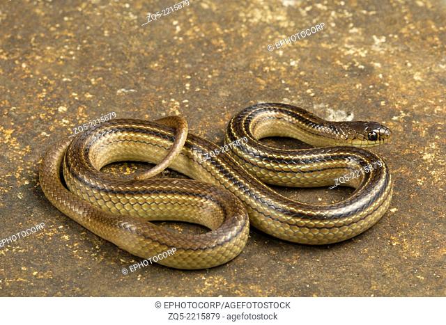 Lesser striped necked snake, Liopeltis calamaria, Rare, Mahabaleshwar, Maharashtra