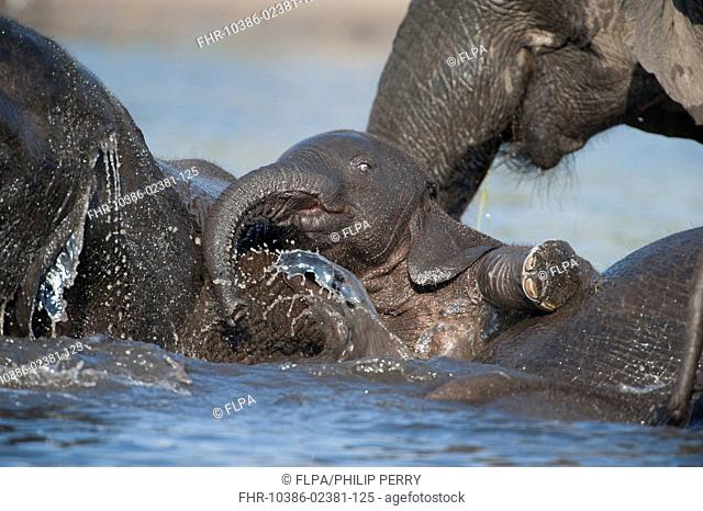 African Bush Elephant (Loxodonta africana africana) calf, playing in river with adults, Chobe River, Chobe N.P., Botswana, June