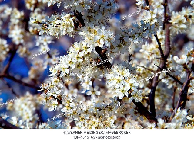 White blossoms, Blackthorn (Prunus spinosa) in spring, Gauting, Upper Bavaria, Bavaria, Germany