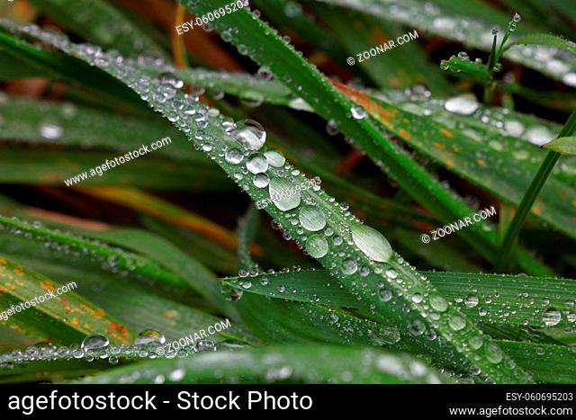 Close up raindrops, water droplets or dew drops on green grass