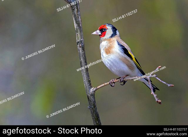 Goldfinch (Carduelis carduelis). Adult male perched on a twig. Germany