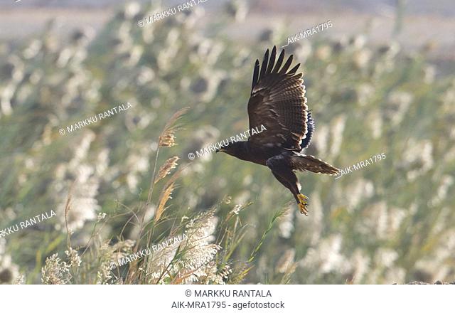 Side view of a juvenile Lesser Spotted Eagle (Clanga pomarina) in flight, wings raised. Israel