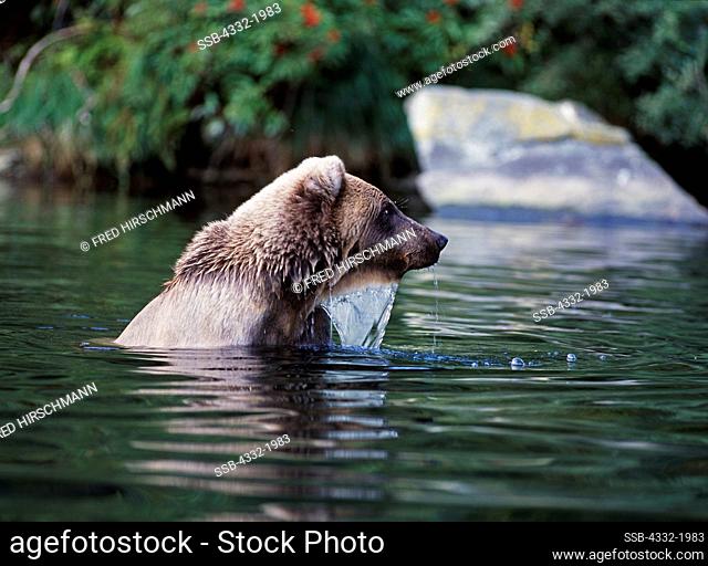 Female brown bear fishing for salmon in Big River Lakes near the mouth of Wolverine Creek, Redoubt Bay State Critical Habitat Area, Alaska