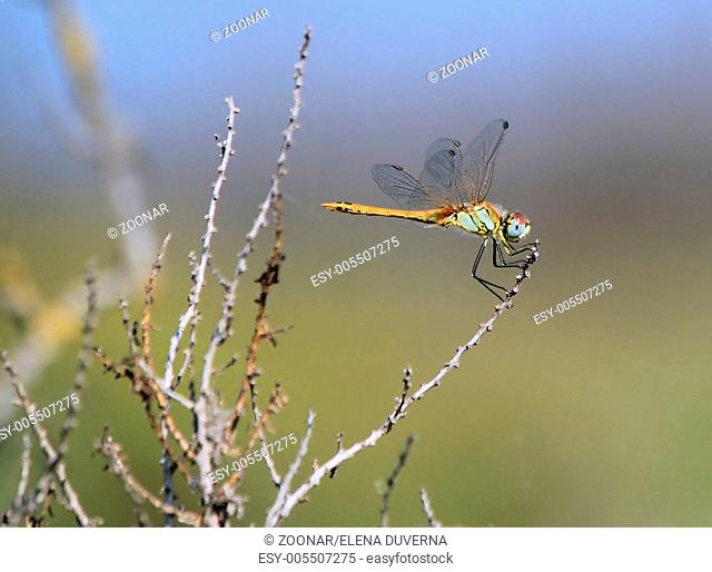 Dragonfly in nature