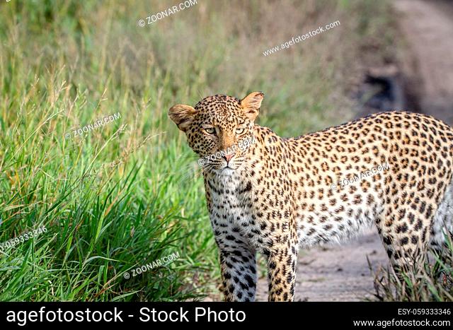 Leopard standing and starring in the Central Kalahari, Botswana