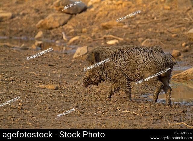 Indian Wild Boar (Sus scrofa cristatus) adult male, muddy after wallowing in mud bath, Keoladeo Ghana N.P. (Bharatpur), Rajasthan, India, Asia