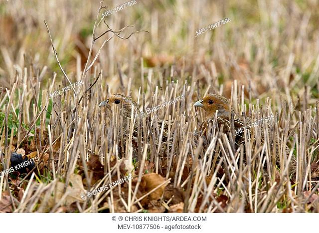 Grey Partridge - male and female crouching in winter stubble with Autumn leaves (Perdix perdix). March. Gooderstone, Norfolk, U.K
