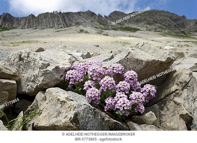 Round-leaved Penny-cress (Thlaspi rotundifolium), Karwendel Mountains, Tyrol, Austria
