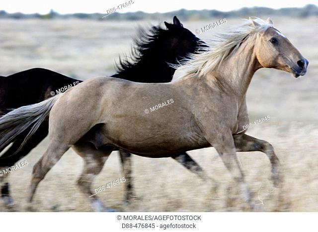 'Quarter horse' and/or 'Paint' of USA. Ponderosa Ranch. Seneca. Oregon . USA