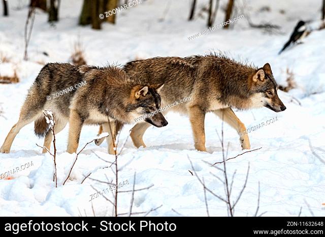 Two gray wolfs, Canis lupus, walking to the right, while sniffing on the ground. Snowy winter forest. Captive animals in Dyreparken, Kristiansand, Norway