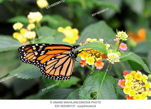 Insects ; monarch danaus plexippus in Bronx zoo ; New York ; USA United States Of America