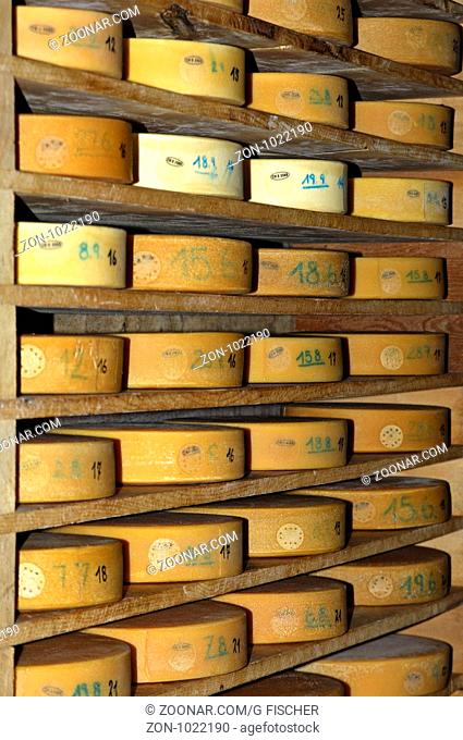 Runder Schweizer Alpkäse im Speicher einer Käserei vor der Chästeilet, Schweiz / Wheels of Swiss Alp cheese in the storehouse of a cheese dairy before the...