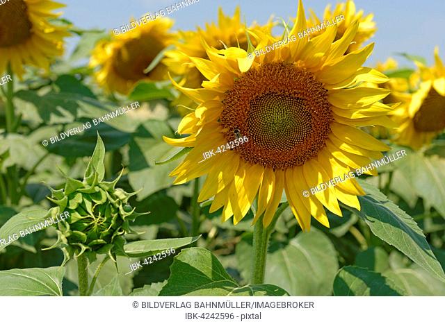 Sunflower field, Frauenkirchen, Neusiedl Lake, Seewinkel National Park, Burgenland, Austria