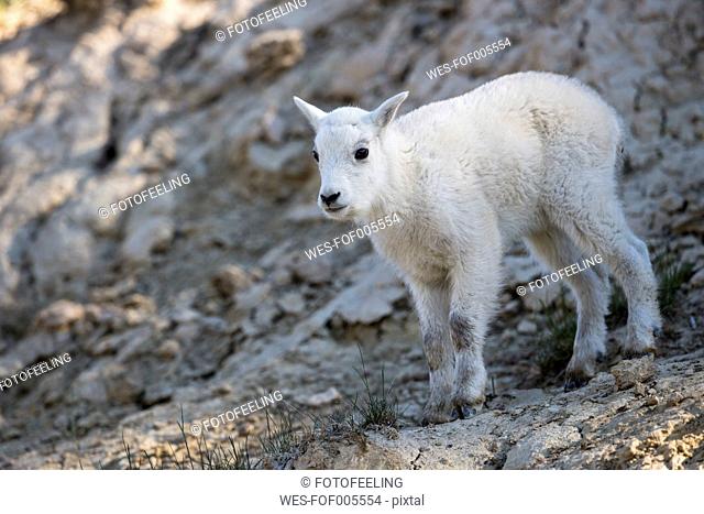Canada, Alberta, Rocky Mountains, Jasper National Park, Banff Nationalpark, young mountain goat (Oreamnos americanus)