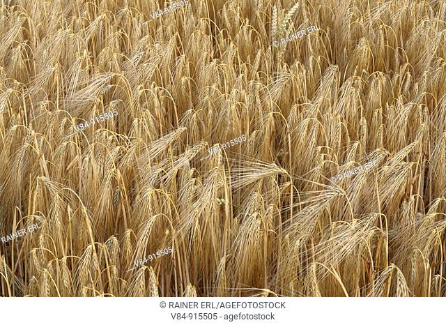 Gerste / Barley / Hordeum vulgare