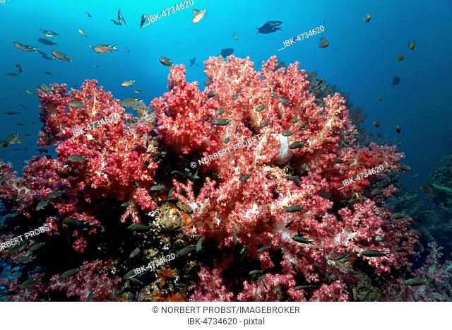 Klunzinger's Soft Corals (Dendronephthya klunzingeri), on reef top, various Damselfish (Pomacentridae), Daymaniyat Islands Nature Reserve, Indian Ocean