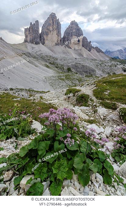 Tre Cime di Lavaredo, Three peaks of lavaredo, Drei Zinnen, Dolomites, South Tyrol, Veneto, Italy. Tre Cime di Lavaredo and violet flowers