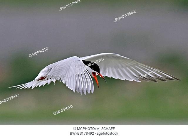 common tern (Sterna hirundo), flying, Netherlands