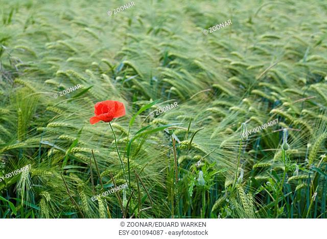 Poppies on the edge of a barley field