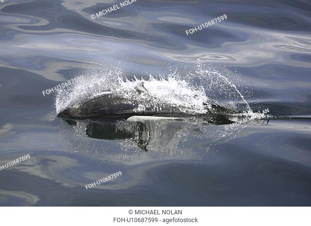 Adult Dall's porpoise Phocoenoides dalli surfacing in Chatham Strait, Southeast Alaska, USA. This porpoise often casts a roostertail of water in front of its'...