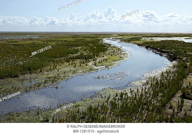 Tidal creek in a salt marsh with Samphire (Salicornia sp.), Mellum Island, Lower Saxony Wadden Sea National Park, UNESCO World Heritage Site, Niedersachsen