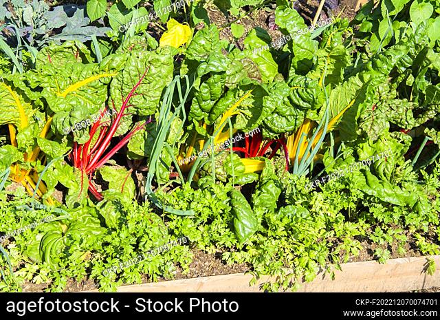Garden Parsley, Petroselinum crispum, Leek, Allium porrum, Foliage Beet, Chard, Beta vulgaris group Cicla on vegetables bed in Pruhonice, Czech Republic