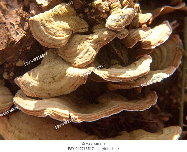 close up growing old rotten decaying bracket fungus tree stump; essex; england; uk