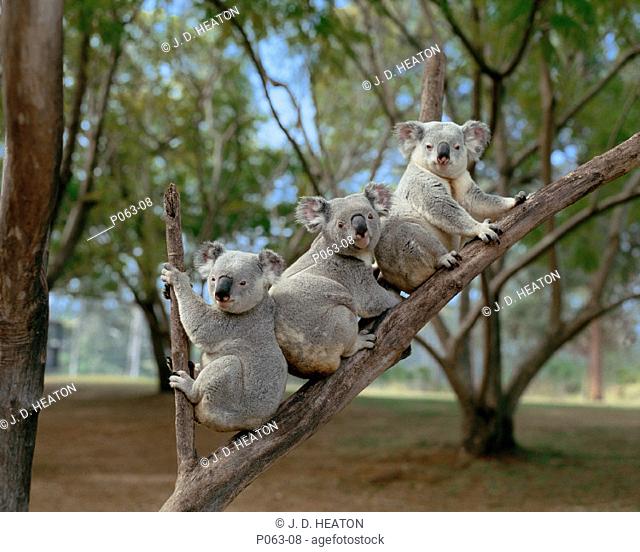 Australia. Lone pine sactuary, koalas