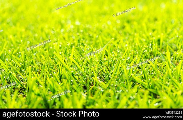 Green grass lawn with fresh morning dew drops in sunlight