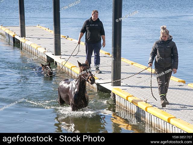 Horses being bathed at Sidmouth on the West Tamar, northern Tasmania, Australia