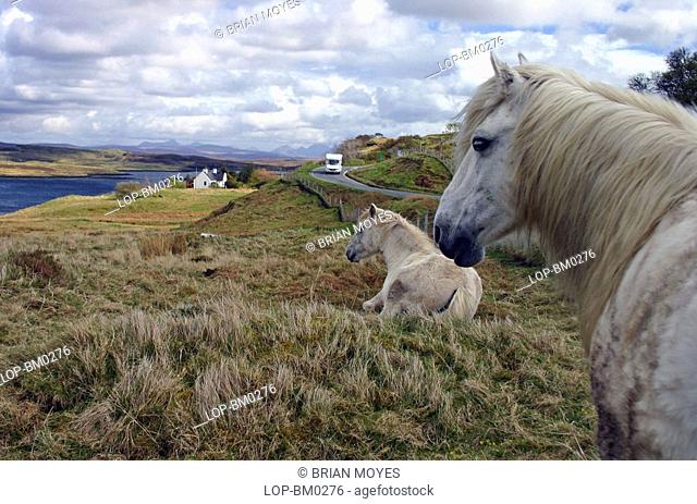 Scotland, Highland, Portree, Stalkers ponies in a field on the Isle of Skye