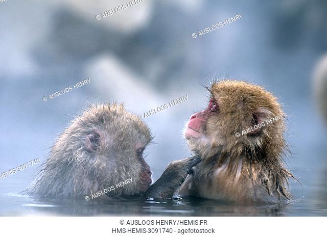 Japan, Japanese macaque or snow japanese monkey in onsen (Macaca fuscata)