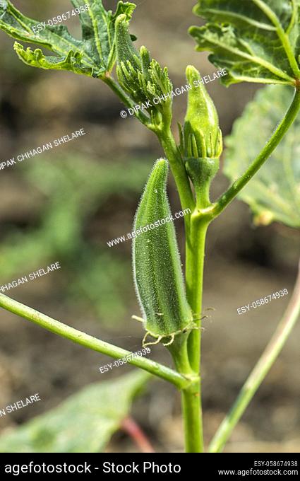 Young Okra Plant (Lady Finger) at farm field