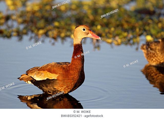 red-billed whistling duck (Dendrocygna autumnalis), male stands in a pond, USA, Florida