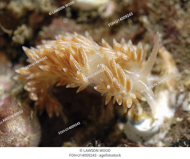 Lined Nudibranch Coryphella lineata, fawn coloured British nudibranch with many tentacles on back and bisible line down mid back, St Abbs, Scotland