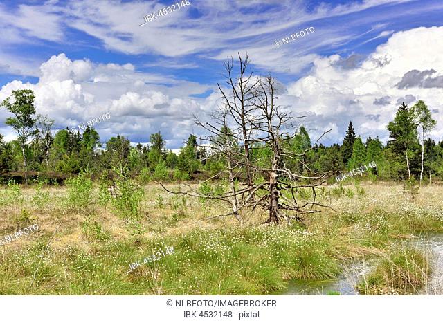 Hare's-tail cottongrass (Eriophorum vaginatum) in wet moorland with dead pine trees (Pinus rotunda), Nicklheim, Bavaria, Germany