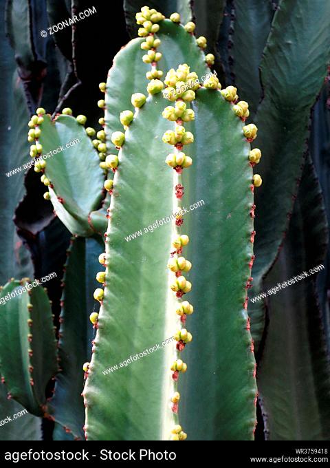 Kandelaber- oder Kanaren-Wolfsmilch (Euphorbia canariensis), Teror, Gran Canaria, Kanaren, Spanien