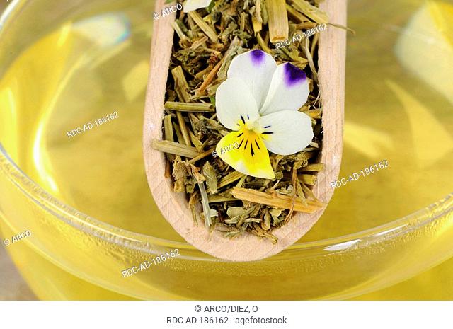 Cup of Field Pansy tea, Viola arvensis