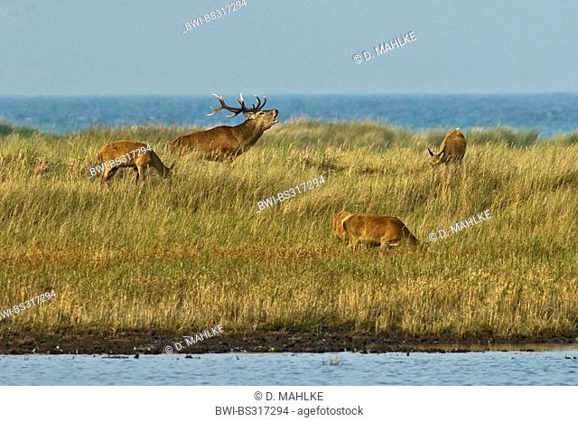 red deer (Cervus elaphus), group in the dune landscape at the Darss during the rutting season, Germany, Mecklenburg-Western Pomerania, NSG Darsser Wald