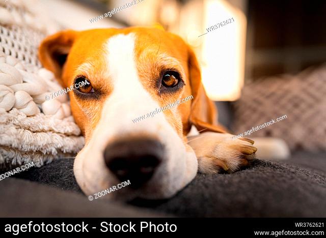 Adult male beagle dog resting in garden furniture. Shallow depth of field. Canine theme