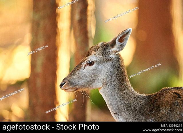 Fallow deer (Dama dama), animal portrait, sideways